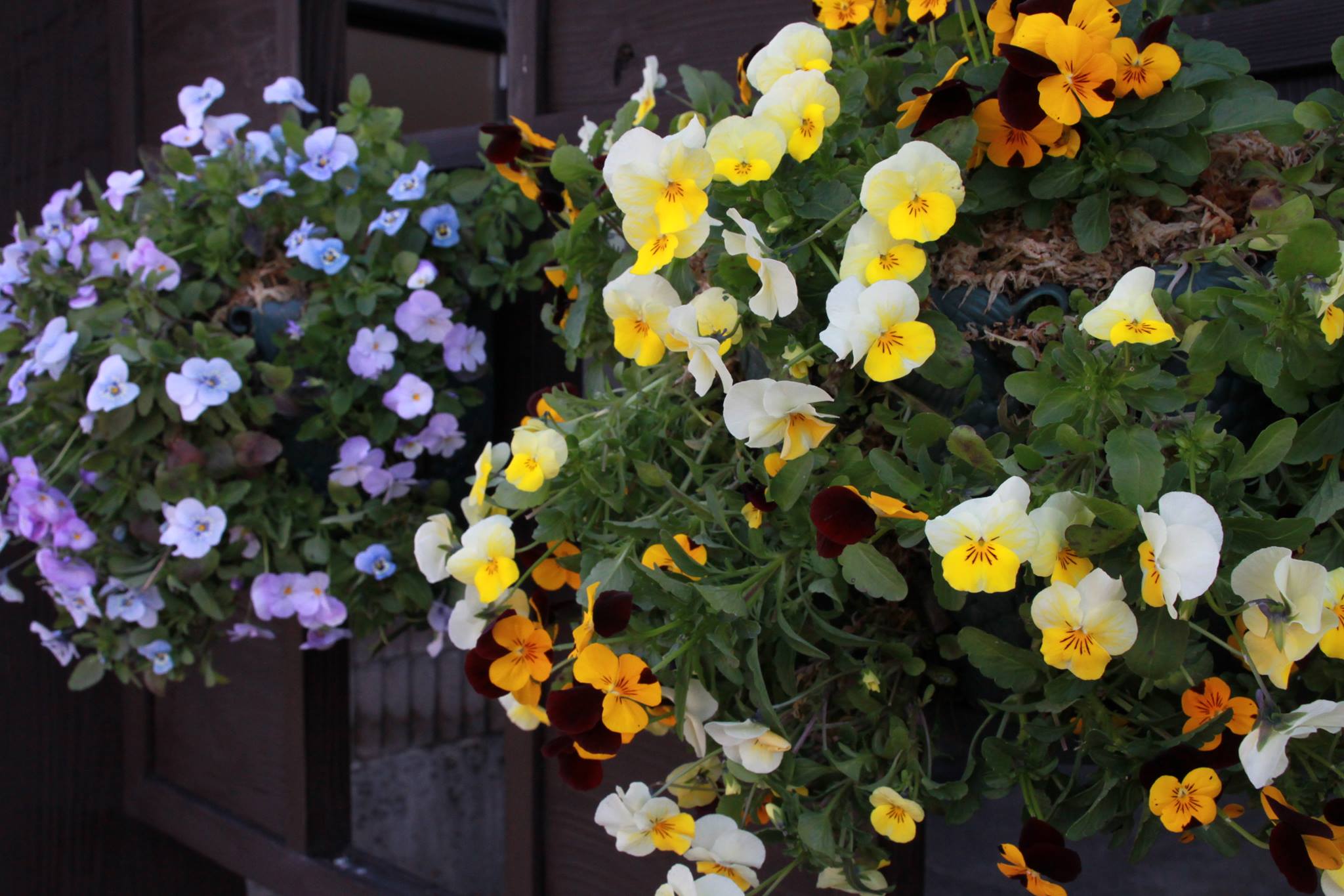 「じょうはな織館」さま花いっぱい！！