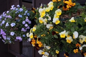 15064972_1144713662273365_1372259035_o