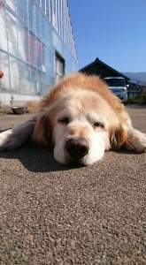 15078781_1143152799096118_7545976795353442479_n