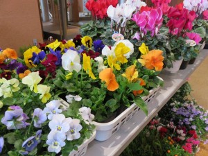 15181326_1151267501617981_8674592484315284358_n