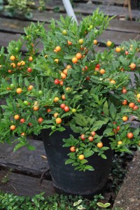 15227996_1160139810730750_631630542_n