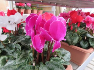 15271647_1161885003889564_628388176_o