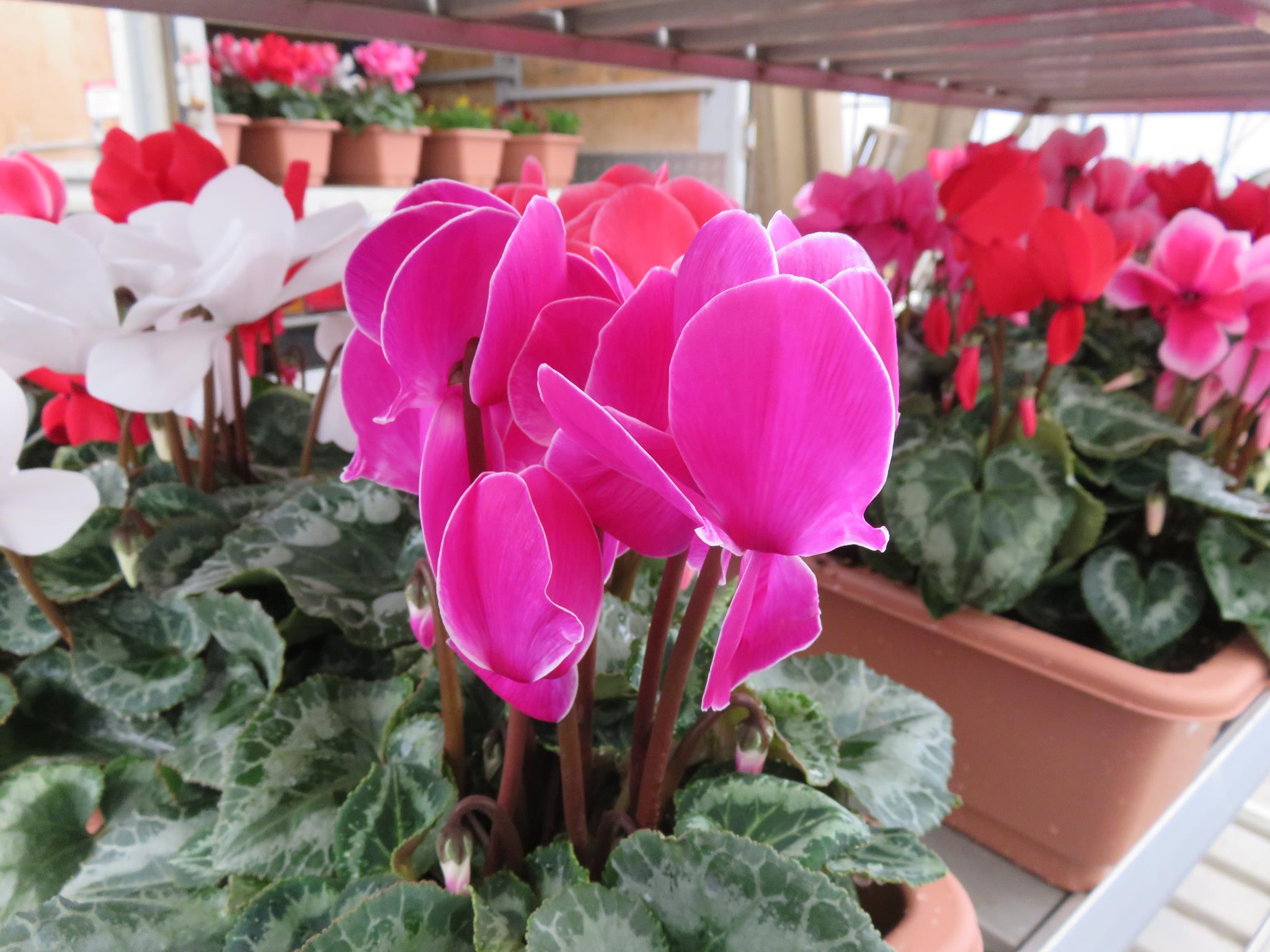 県内の新幹線駅構内花飾り