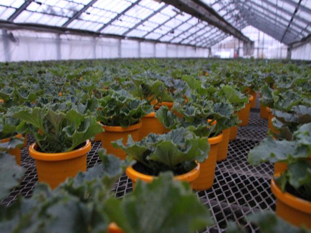 シクラメンが終われば・・・