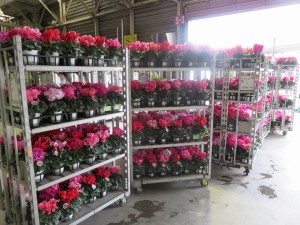 15220092_1167872943290770_5656353029423816435_n