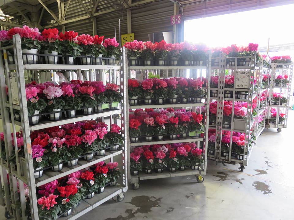 豊明の日本一の花市場に出荷！！