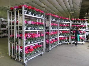 15284149_1167872969957434_7791695998253112676_n