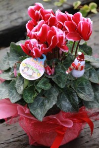 15310686_1172766262801438_2092137804_n