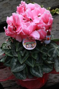 15355900_1172766276134770_669272204_n