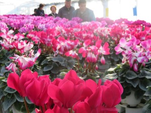 15387523_1170121446399253_1915388794_o