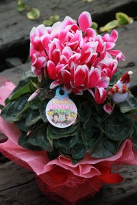 15415930_1172766229468108_1395689609_n