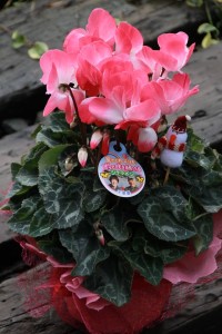 15416937_1172766232801441_1612792968_n