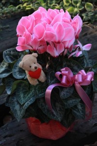 15424400_1179102012167863_576991711_n