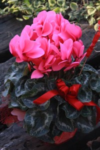 15497919_1179102018834529_1370773620_n