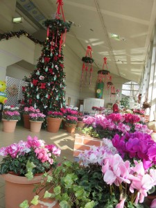 15592603_1188618487882882_286932368_n