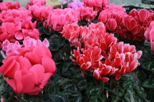 15628749_1192361077508623_1449818510_o