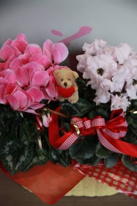 15644947_1187405138004217_853002045_n