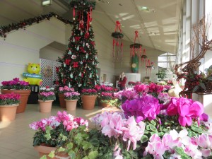 15658092_1188618471216217_1268667422_o