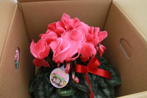 15682283_1192361087508622_1304911754_o