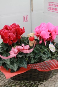 15682848_1192358130842251_988280915_n