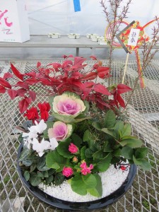 15683532_1192830750794989_1933325263_n