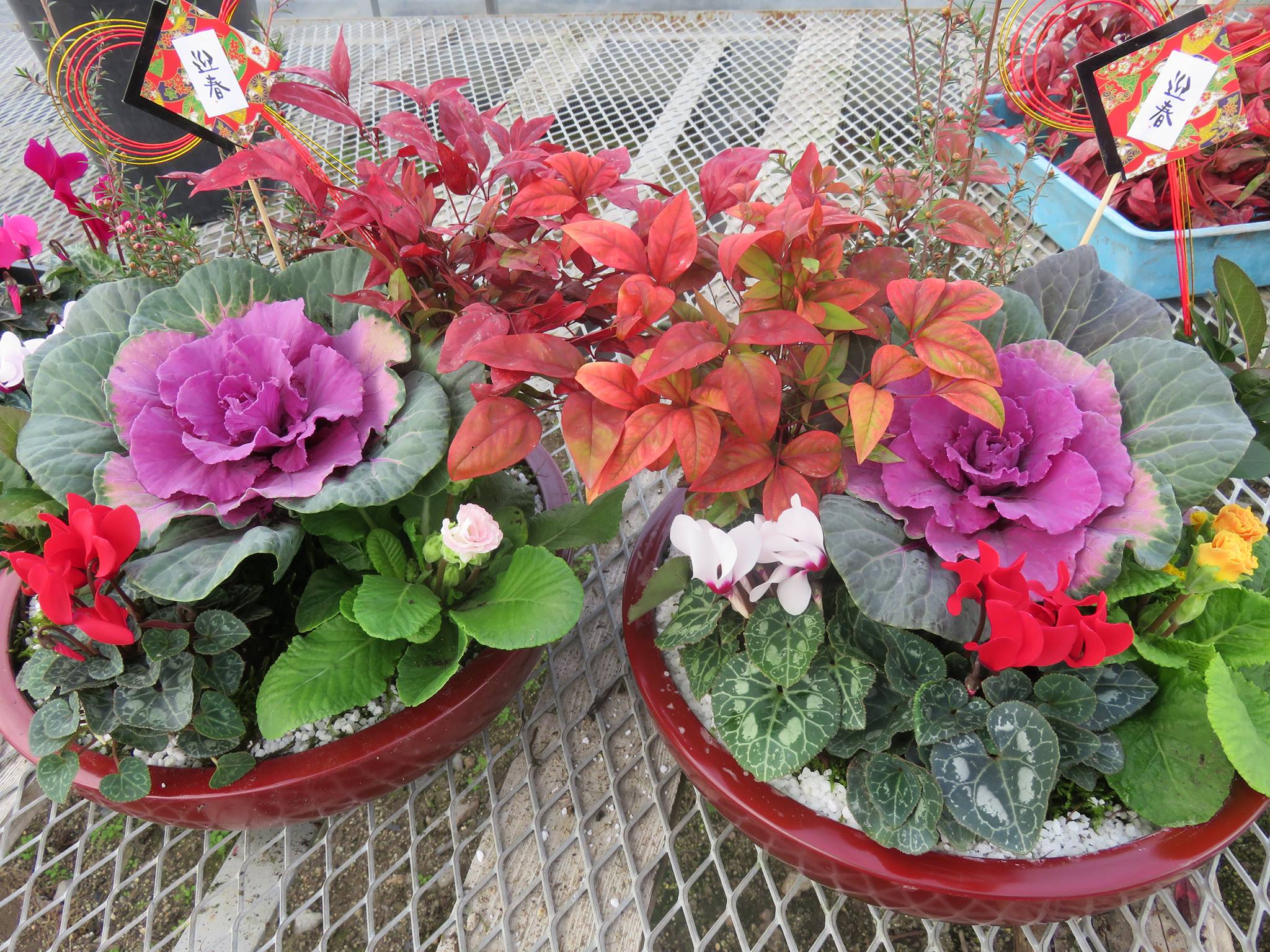 お正月の寄せ植え教室♪