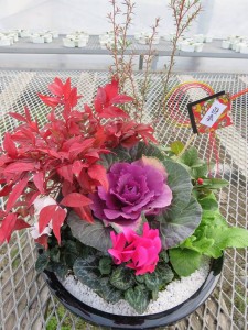 15730890_1192830997461631_189277313_n