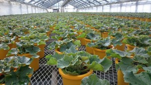 15776550_1196678050410259_360300156_o