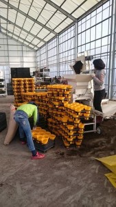 15801284_1196678033743594_261181533_n