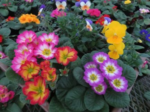 15943475_1205776799500384_1693567504_o