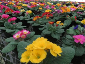 15967441_1205776782833719_359491629_o