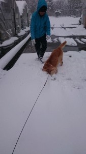 15996229_1210937038984360_105254942_n