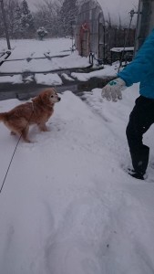 15996249_1210936948984369_1756041218_n