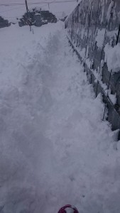 16118597_1211148738963190_856512284_n