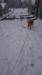 16118727_1210936962317701_841029663_n