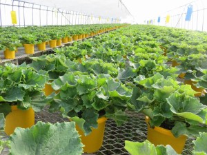 16142426_1223367567741307_4857083927881333399_n