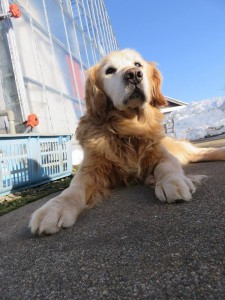 16142777_1223366931074704_6243603741726330526_n