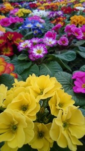 16216109_1216763535068377_960026460_n