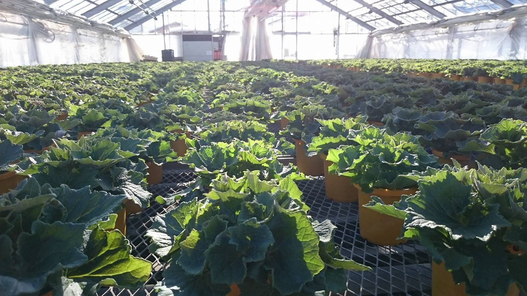 サイネリア広げる