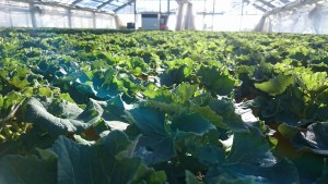 16357763_1225069887571075_59356700_o