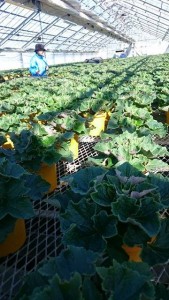 16395894_1225070050904392_929035927_n