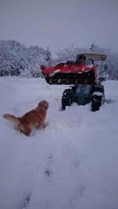 16506987_1235866556491408_687439543_n