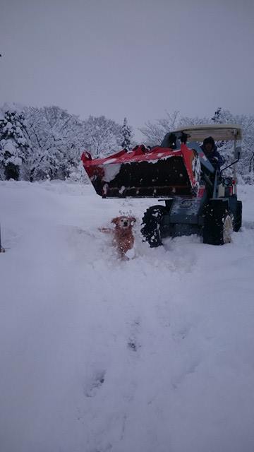「危機感のない犬」