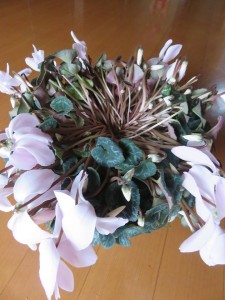 16521861_1235595559851841_785232844_n