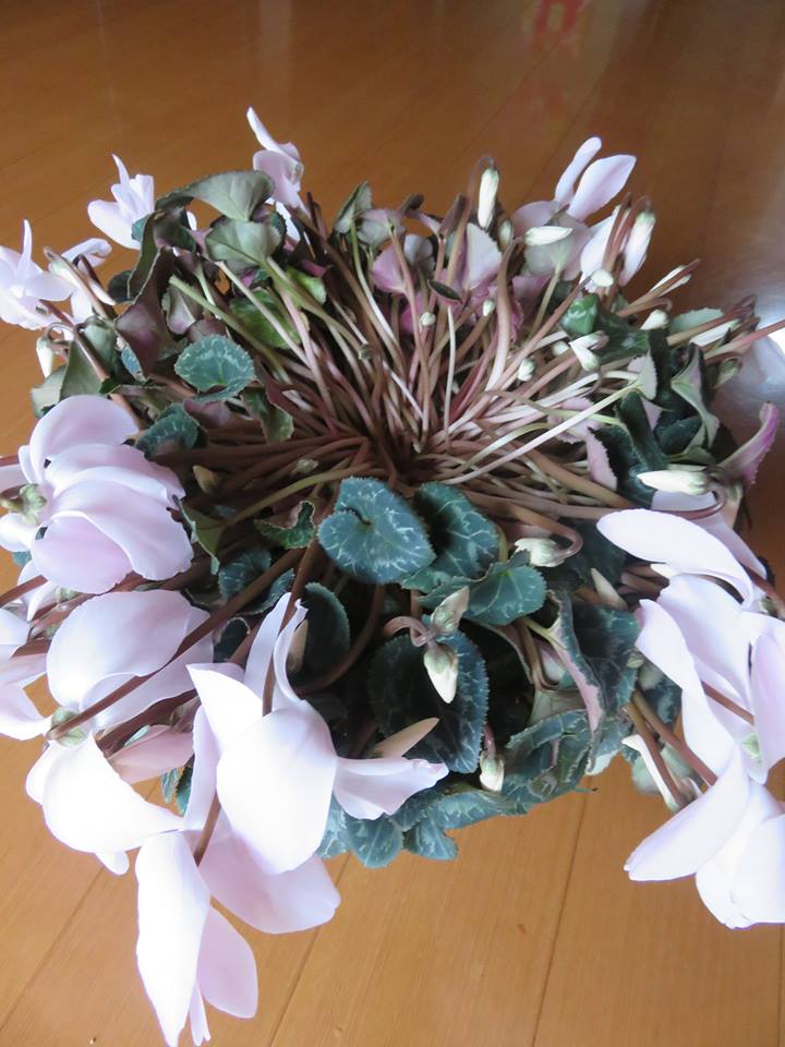 千華園のシクラメン自慢♪