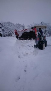 16522652_1235866509824746_668250121_n