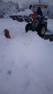 16522778_1235866629824734_410174682_n