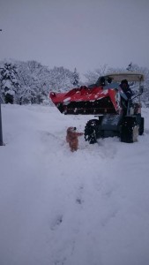 16558416_1235866583158072_1642775843_n