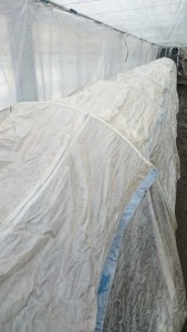 16558512_1237660549645342_1249537127_n