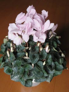 16558638_1235595546518509_2064016470_n